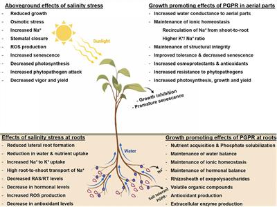 Mechanistic Insights of the Interaction of Plant Growth-Promoting Rhizobacteria (PGPR) With Plant Roots Toward Enhancing Plant Productivity by Alleviating Salinity Stress